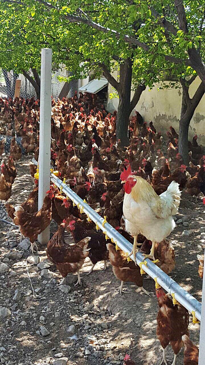 Ataks Gezen Yumurta Tavugu Karadeniz Eregli Yumurta Tavugu Pinterest